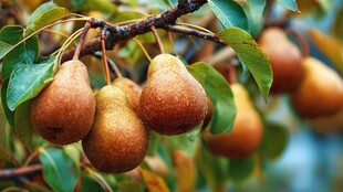 枝头挂着饱满诱人的梨