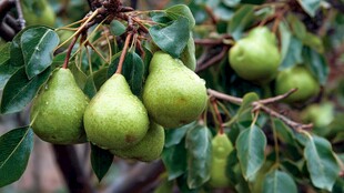 枝头青绿梨 生机正盎然