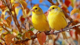 枝头双黄雀 秋色添灵动