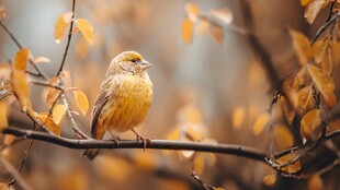 秋日枝头的黄色小鸟