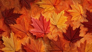 秋意枫叶 绚丽多姿色彩浓