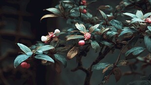 枝头红果绿叶植物特写