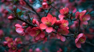 娇艳海棠花枝头绽放