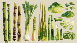 多样蔬菜与竹子插画展示