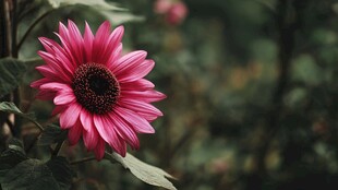 艳粉向日葵绽放于绿野
