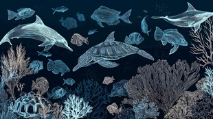 梦幻海底世界海洋生物群像