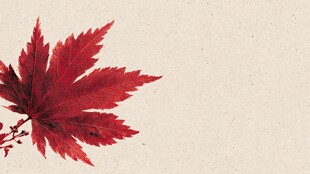 红枫叶特写 古朴背景画面