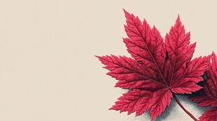 红枫叶特写 尽显秋日之美