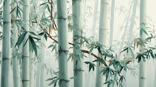 雾中竹林 清新自然之景