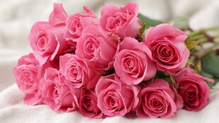 粉红玫瑰绽放浪漫之美