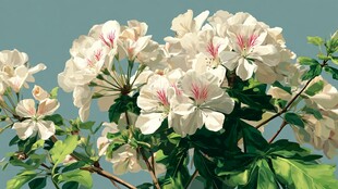 洁白芬芳的天竺葵花朵