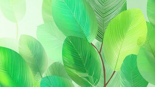 清新绿叶背景图