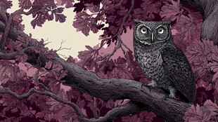 栖息于紫叶树枝的猫头鹰