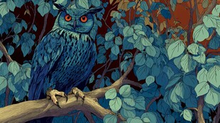 蓝猫头鹰栖于繁茂枝叶间