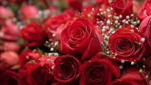 娇艳红玫瑰装点浪漫时刻