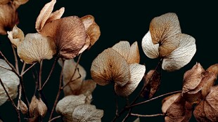 干花静物 岁月沉淀的优雅