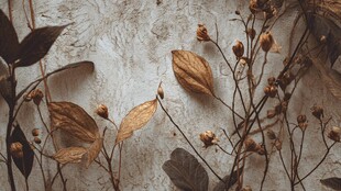 干枯花叶的自然静物之美