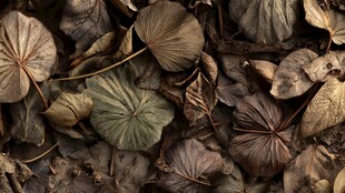 枯叶堆积的自然景象