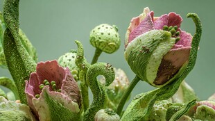 娇艳罂粟花苞特写