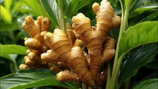 新鲜生姜植株特写