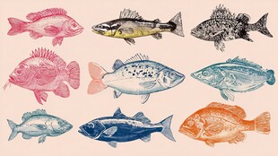 多彩手绘鱼类图案集合