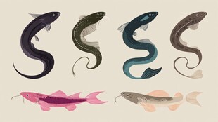 多彩鳗鱼插画集合