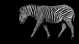 斑马在黑色背景下的优雅身姿