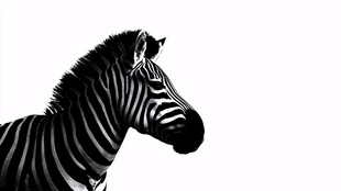 斑马侧面轮廓黑白特写