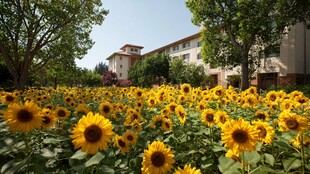 校园中灿烂绽放的向日葵