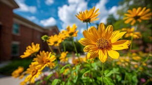 阳光下的灿烂黄色小花