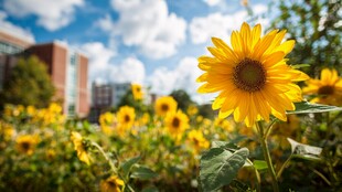 校园中的灿烂向日葵花海
