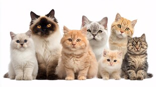 可爱猫咪大集合