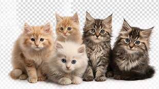 五只可爱各异的小猫咪