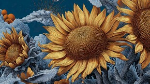 绽放的向日葵花卉插画