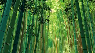 翠绿竹林 自然清新之景