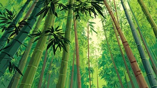 翠绿竹林 清新自然景象