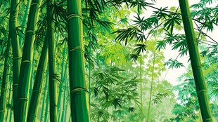 翠绿竹林 自然清新之景