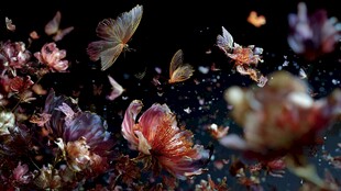 梦幻蝶舞繁花间