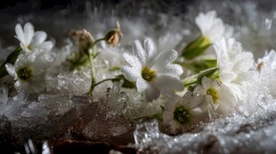 冰雪中绽放的洁白小花