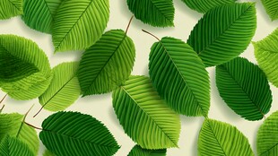 翠绿叶片无缝背景图案