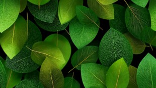 翠绿叶片构成的自然背景