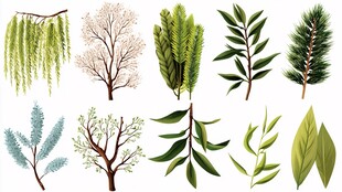 多样植物枝叶插画集合