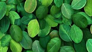 翠绿叶片构成的自然背景