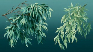 两枝翠绿柳枝插画