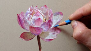 手绘粉色莲花创作瞬间