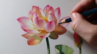 手绘绽放荷花的精彩瞬间