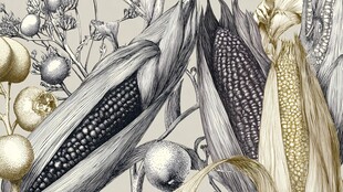 手绘玉米及果实精美画面