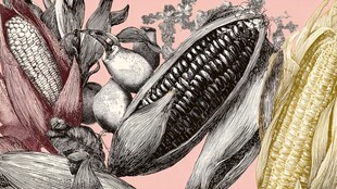 手绘玉米及蔬果艺术插画