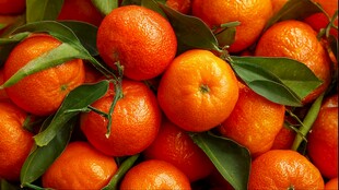 饱满带叶橘子堆成的美景