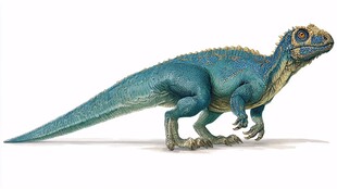 蓝色逼真恐龙模型展示